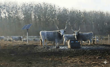 Labdás itató szürkemarhának